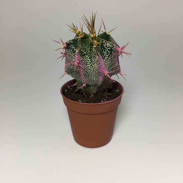 Cactus Astrophytum Ornatum rosa. Maceta de plástico redonda de 5,5cm diámetro y 5cm de alto