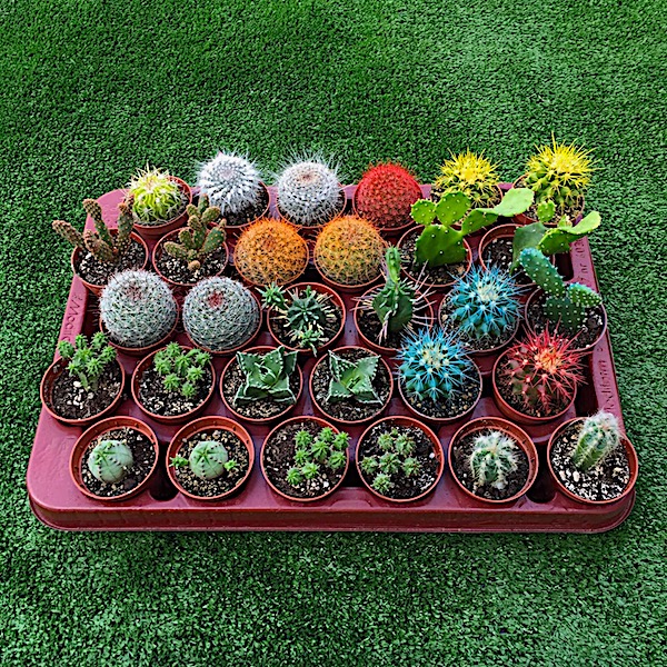 Lote Bandeja 50 cactus con diferentes variedades de géneros y de especies.