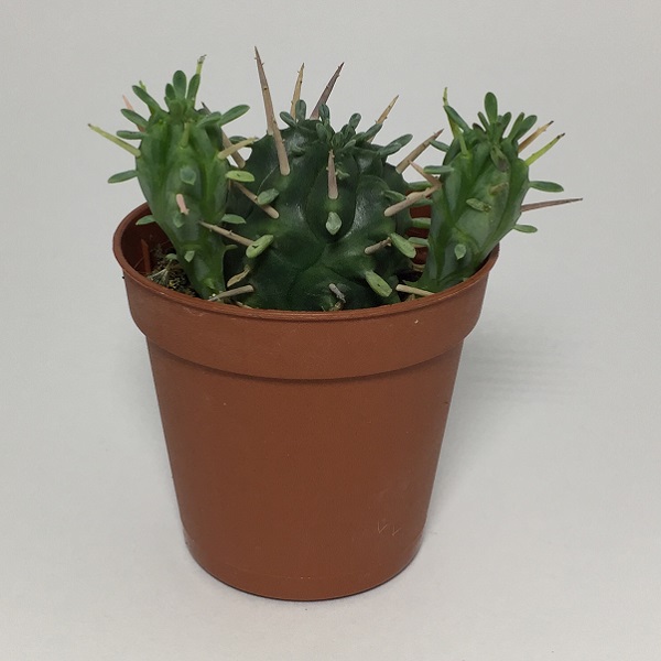 Cactus Euphorbia Aggregata. Maceta de plástico redonda de 5,5cm diámetro y 5cm de alto