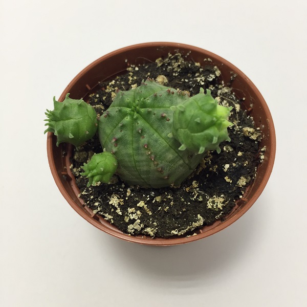 Cactus Euphorbia Obesa. Maceta de plástico redonda de 5,5cm diámetro y 5cm de alto