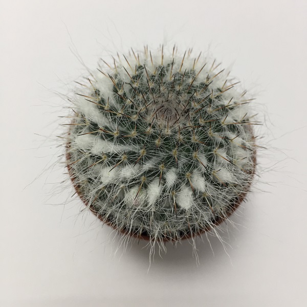 Cactus Mammillaria Bombycina. Maceta de plástico redonda de 5,5cm diámetro y 5cm de alto