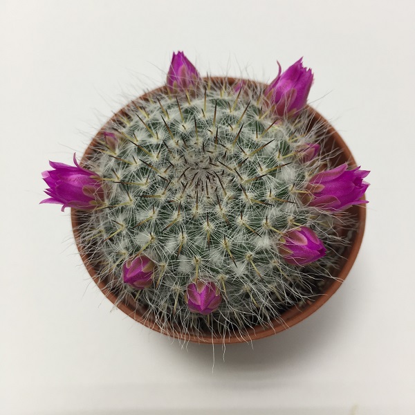 Cactus Mammillaria Hahniana. Maceta de plástico redonda de 5,5cm diámetro y 5cm de alto