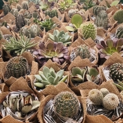 Mix cactus y suculentas 8,5cm de diámetro con y sin color. Suculentas y cactus en maceta de plástico de 8,5cm de diámetro decoradas con tela de yute en color natural. El taller del Encanto. Cactus y suculentas para decorar